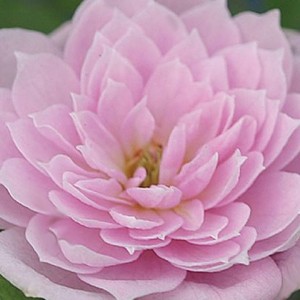SWEET FAIRY (miniature)